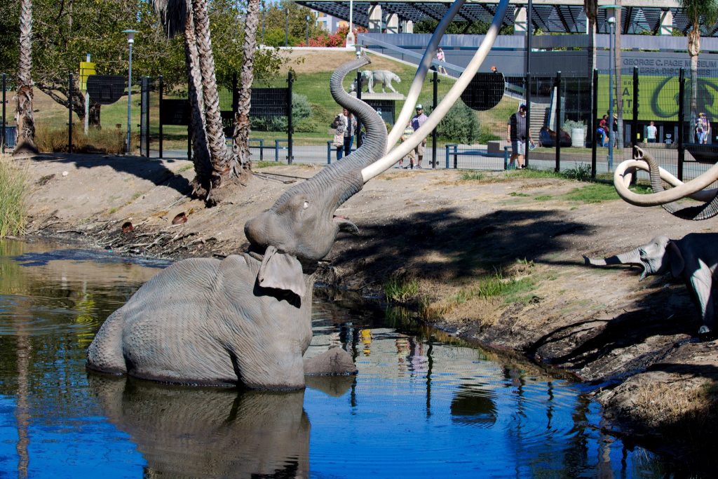 la brea tar pits elephants los angeles la