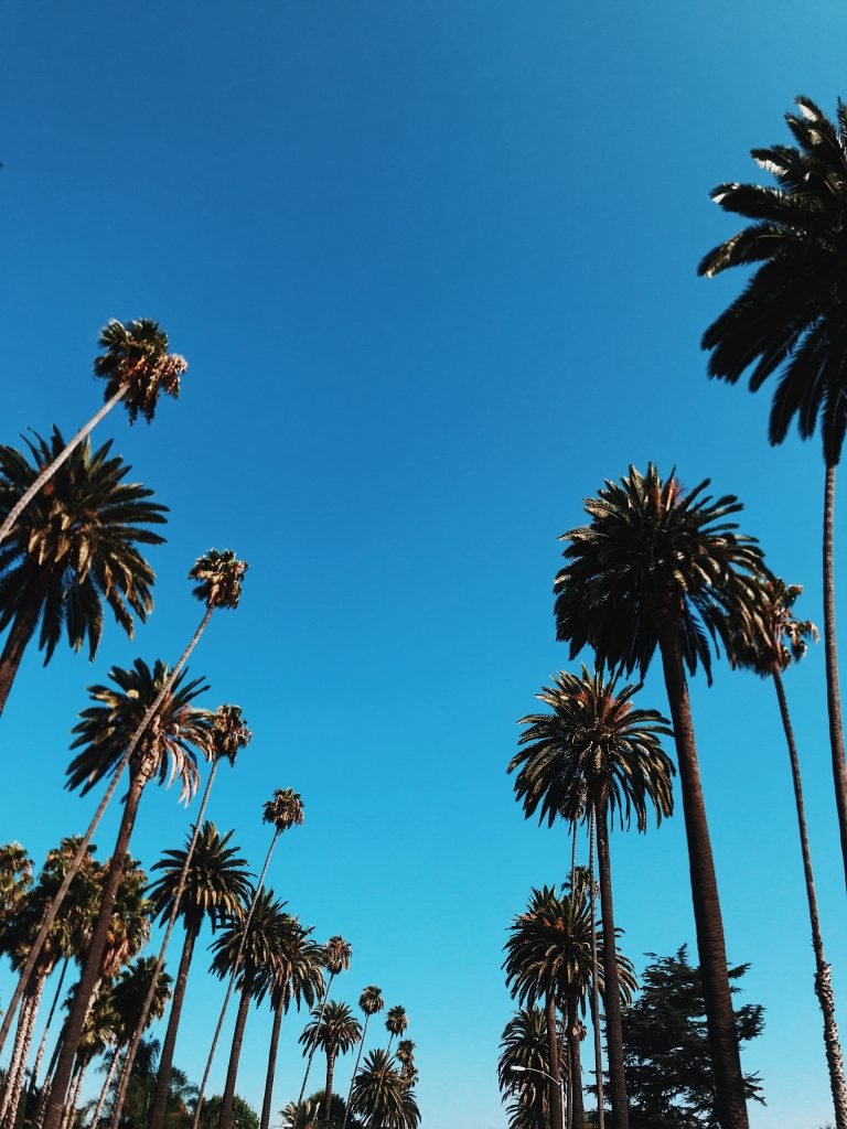 palm trees los angeles beverly hills