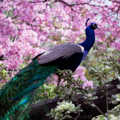Pretty Peacocks and Plants: LA County Arboretum