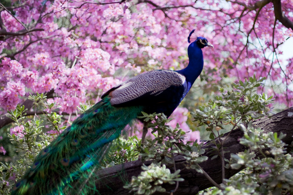 beautiful peacock cherry blossom flowers