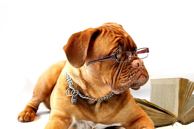 dog studying with a book with glasses