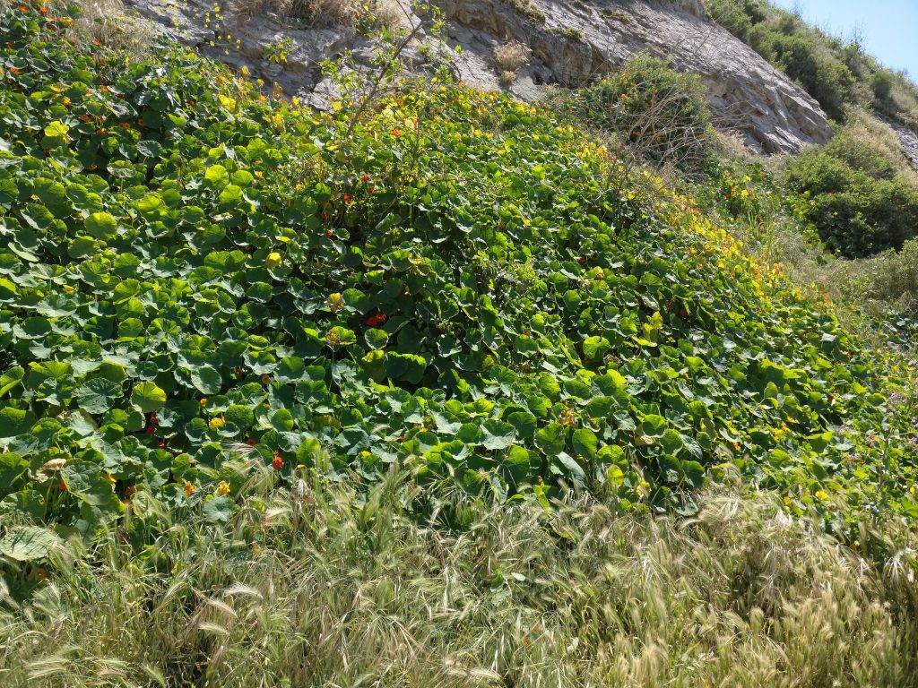 green malaga cove flowers