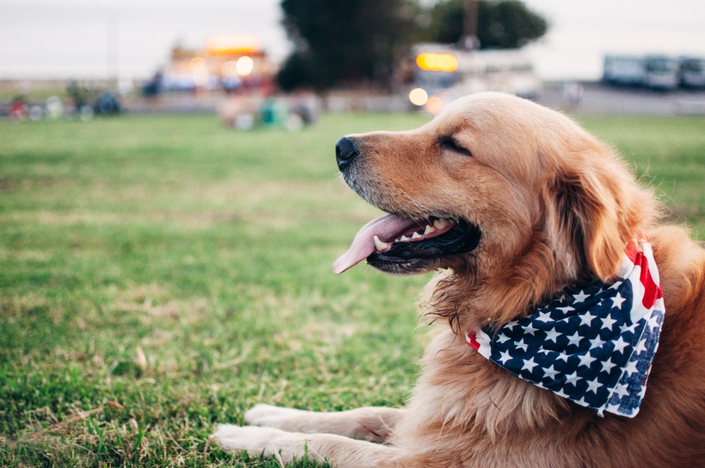 dog with american bandana