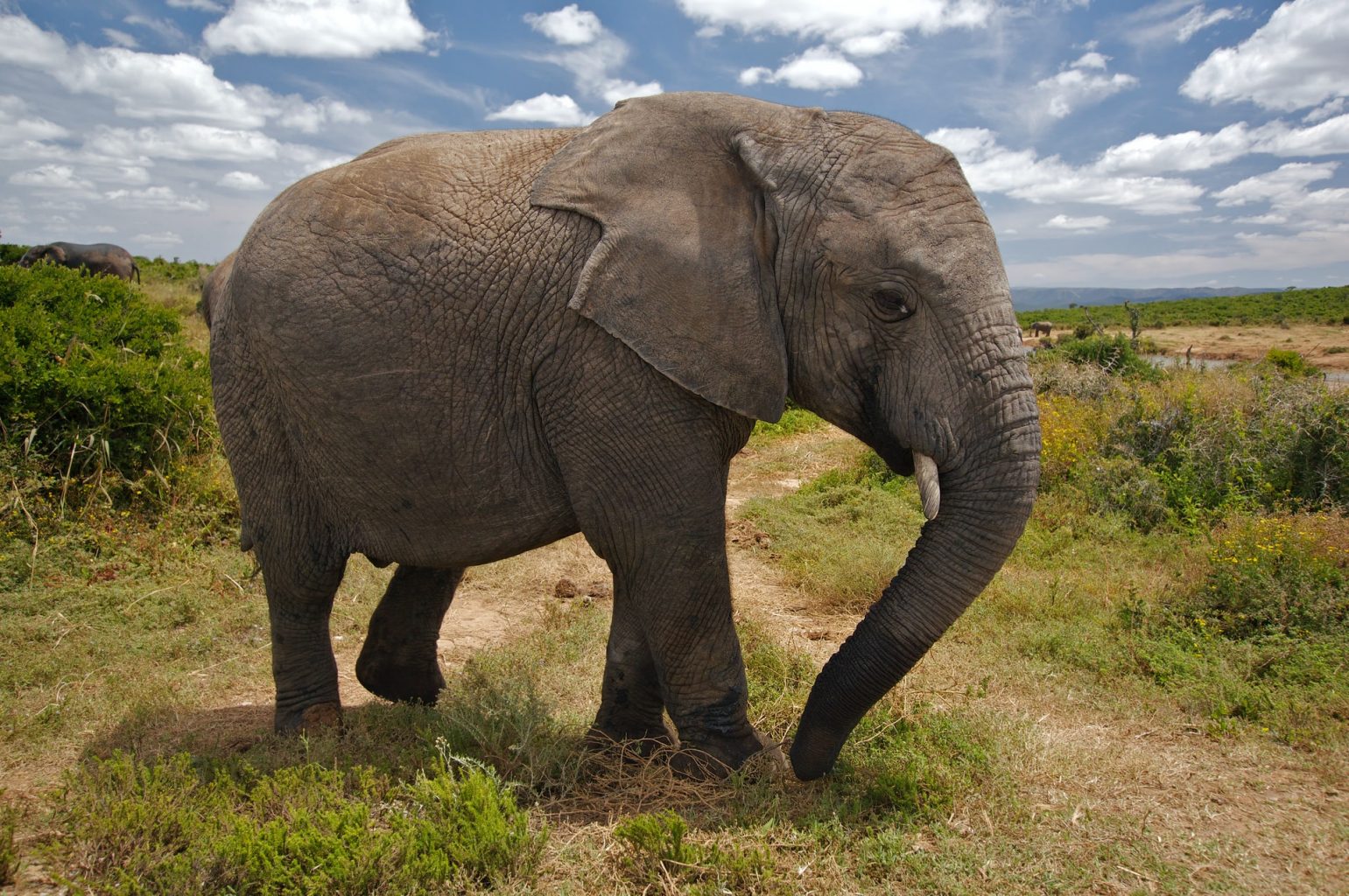 thailand elephant beautiful animal