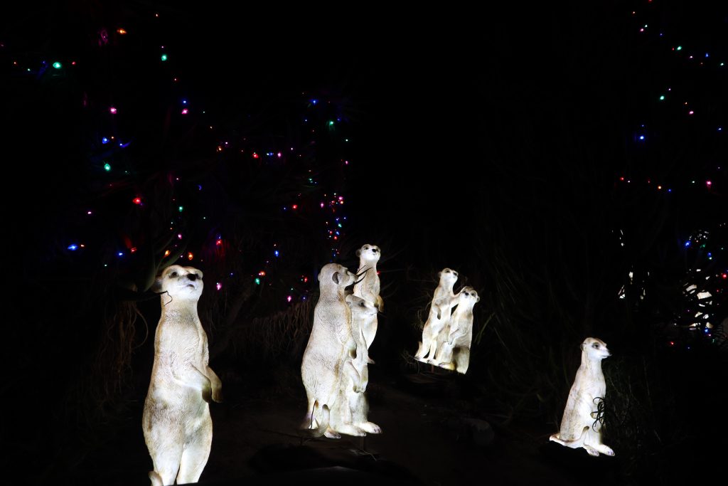 la zoo los angeles holiday lights show christmas meercats