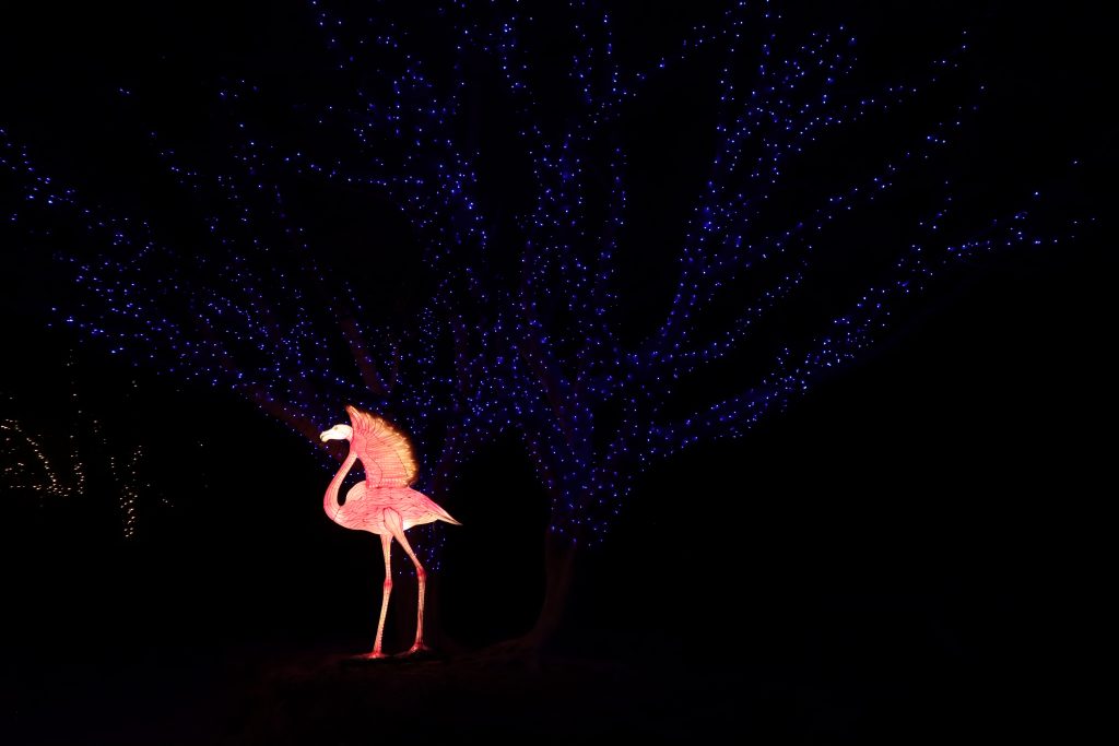 la zoo los angeles holiday lights show christmas flamingo