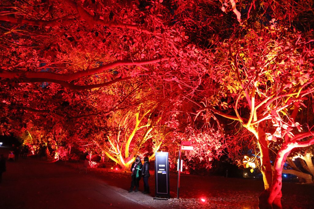 south coast botanic garden lights forest los angeles