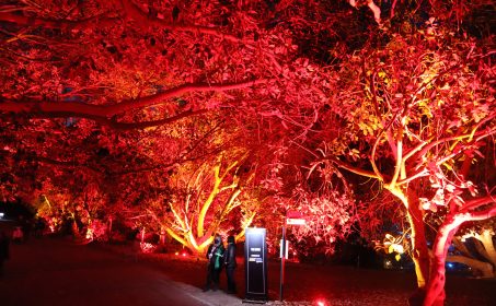 Photo Review of GLOW Lights, South Coast Botanic Garden: Palos Verdes Estates