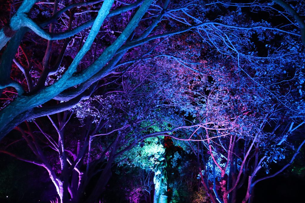 los angeles new years lights garden south coast botanical